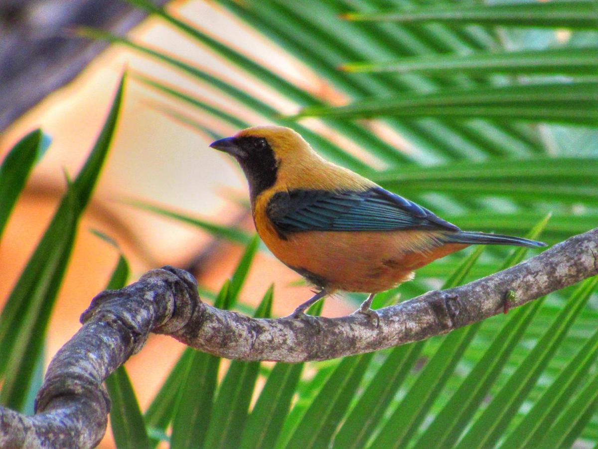 Pousada Anaue Cipo Serra do Cipo National Park Εξωτερικό φωτογραφία